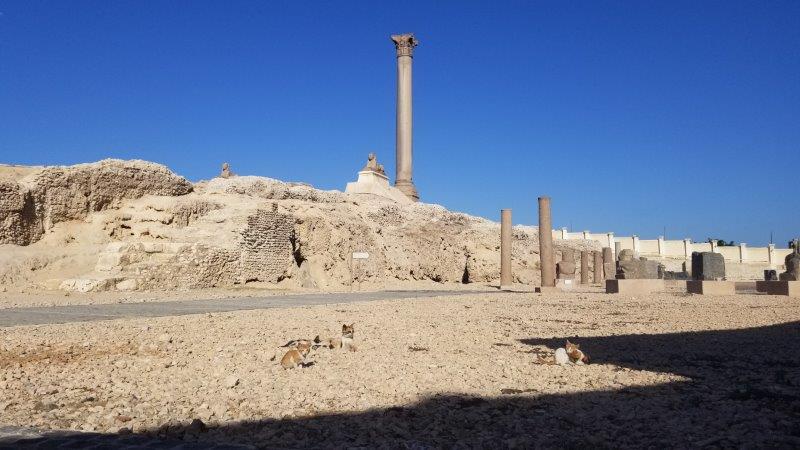 エジプト・アレクサンドリアのポンペイの柱と猫たち